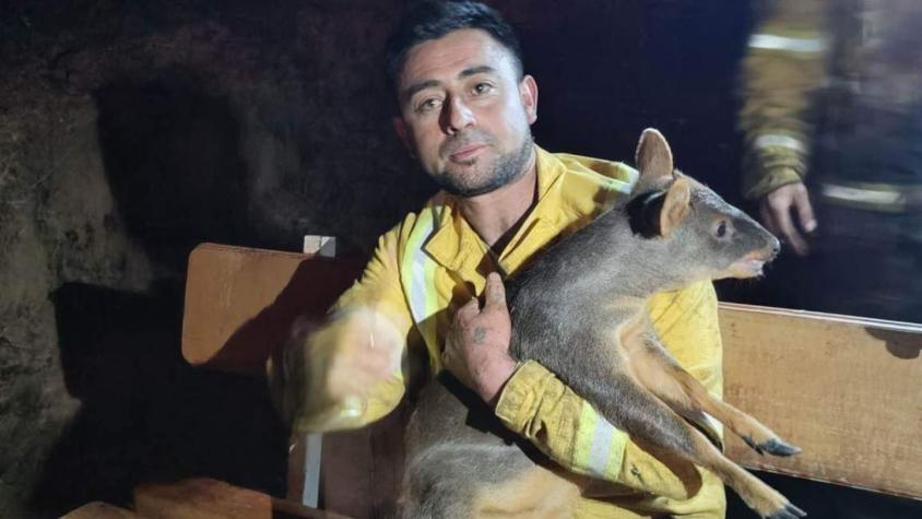 [FOTOS] Conaf rescata a un pudú y un monito del monte de los incendios en la Araucanía
