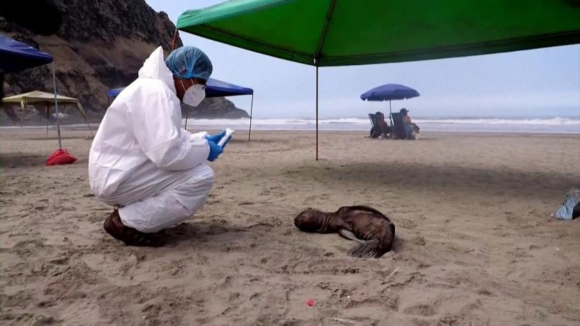 [VIDEO] Perú reporta al menos 700 lobos marinos muertos por gripe aviar