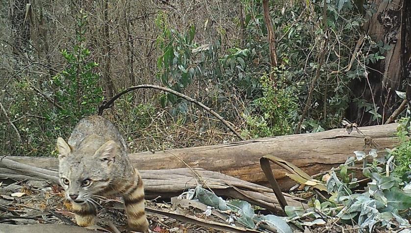Revelan nuevo registro del gato colocolo en la Reserva Nacional Lago Peñuelas de Valparaíso