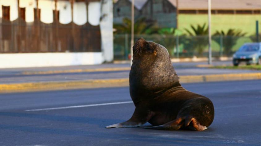 Sernapesca confirmó segundo caso positivo de influenza aviar en lobo marino de Antofagasta