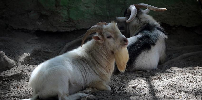 Fuera de lugar: director de zoológico habría ordenado el sacrificio de cinco cabras para una cena de fin de año