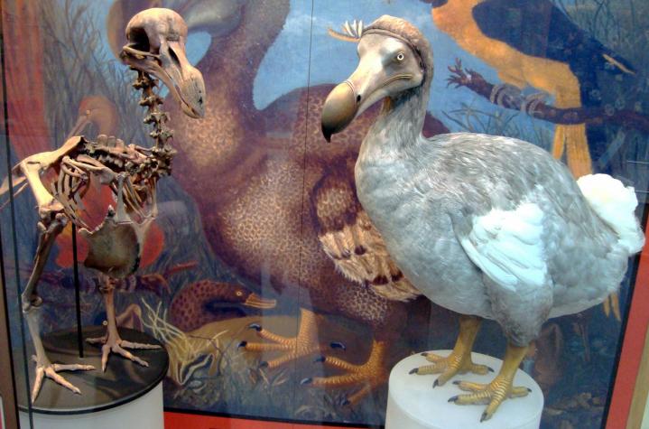 Una empresa biotecnológica quiere traer de vuelta al dodo y otras especies extintas