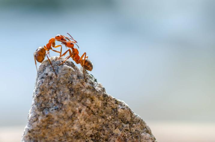Nuevo estudio: hormigas pueden detectar el cáncer en la orina