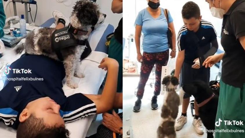 "Dogtores" se suman al equipo del Hospital Félix Bulnes: perros apoyan las terapias de los niños