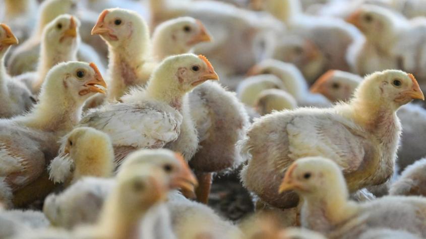 Argentina suspende exportaciones de productos avícolas por influenza aviar