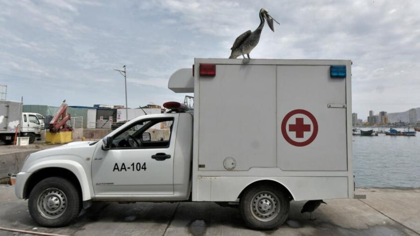 Epidemiólogo llamó a la calma por gripe aviar: "No se puede esperar una epidemia o una pandemia"