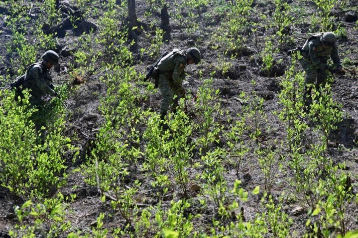 [FOTOS] La coca florece en México a la sombra de drogas sintéticas