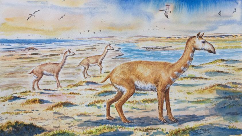Identifican enigmática especie de mamífero similar a los guanacos que vivió en Chile hace millones de años