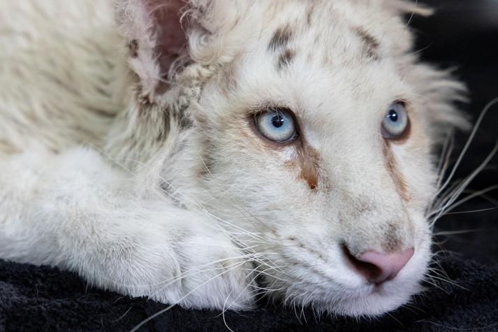 [VIDEO] Hallan cría de tigre blanco en un basurero de Grecia: Tiene varios problemas de salud