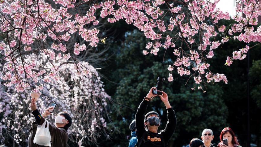 Cerezos en flor de Tokio tienen nuevo récord de inicio temprano