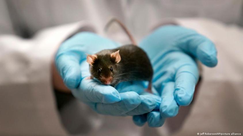 Científicos logran dar vida a ratones con dos padres tras fabricar óvulos a partir de células masculinas