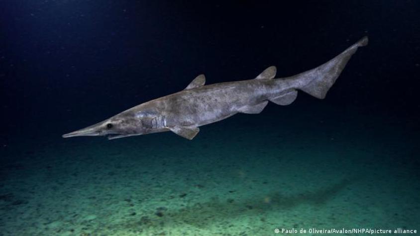 El hallazgo de un raro tiburón duende en el Mediterráneo se trataría en realidad de un juguete