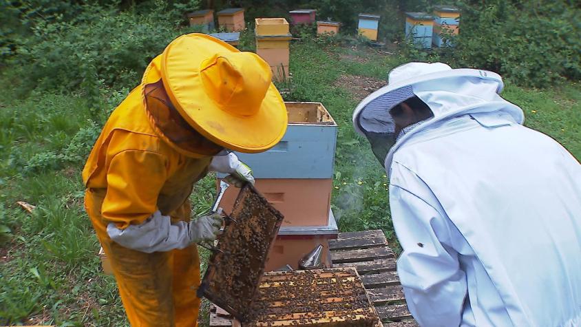 [VIDEO] #CómoLoHizo: Mieles Patagónicas ofrece la experiencia de ser apicultor por un día