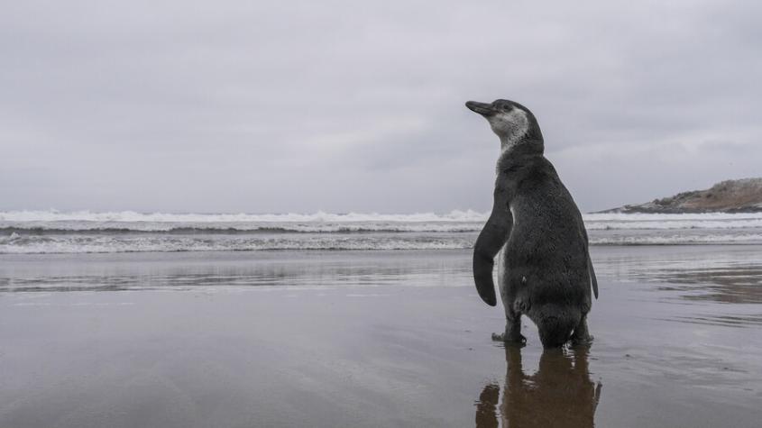 Sernapesca confirmó caso positivo de influenza aviar en pingüino de la región de Coquimbo