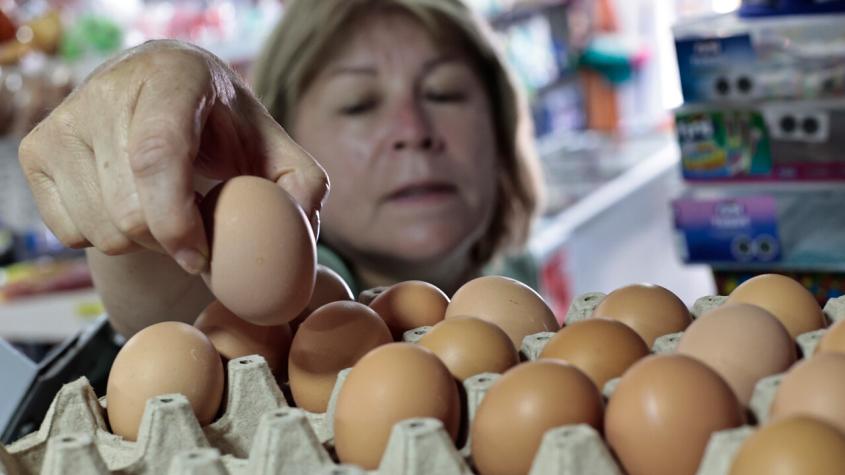 Gripe Aviar en plantel productivo: ¿Subirá el precio del pollo y los huevos?