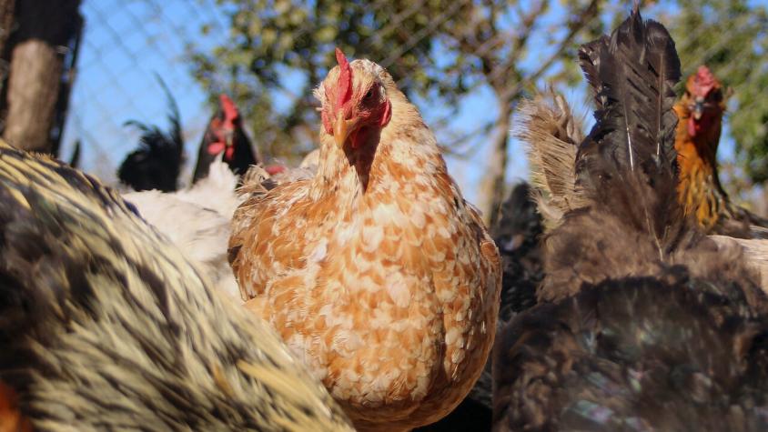 Primer caso humano de gripe aviar en Chile: ¿Cómo se transmite la enfermedad?