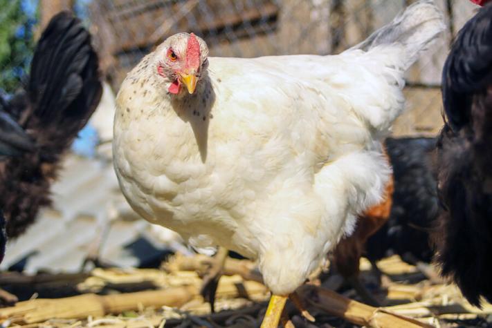 Gobierno confirmó segundo caso de influenza aviar a nivel productivo en el Maule