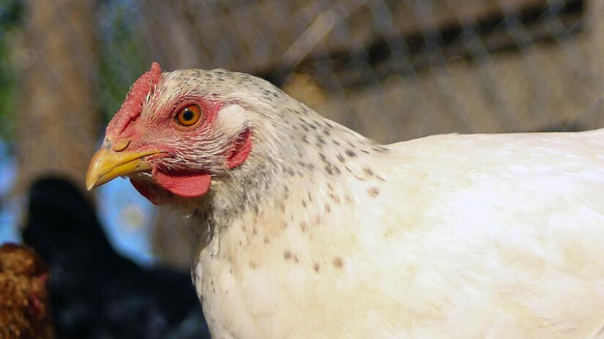 Ministro de Agricultura confirmó caso de influenza aviar en plantel avícola de Agrosuper 