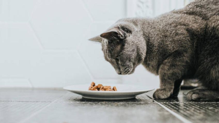"Lloro día por medio": Mujer cesante come solo una vez a la semana para poder alimentar a sus gatos