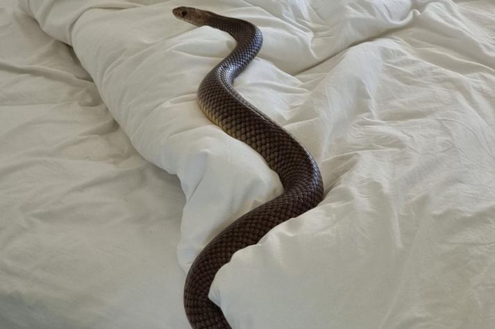 Mujer encuentra a una serpiente en su cama cuando cambiaba sábanas: Era de las más venenosas del mundo