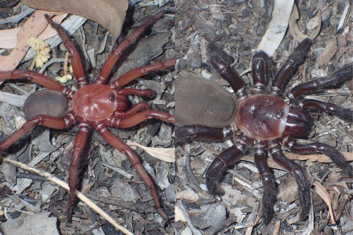 Descubren en Australia "gigantesca" nueva especie de araña