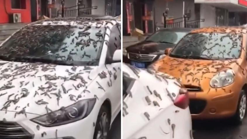 [VIDEO] Redes sociales viralizan presunta "lluvia de gusanos" en China