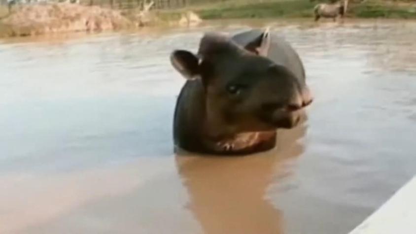 [VIDEO] "Deportarían" a hipopótamos de Pablo Escobar: Irían a India y México