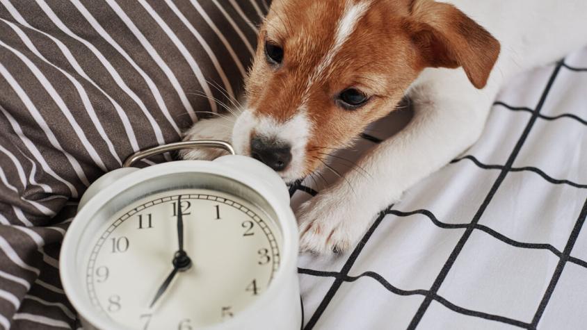 Cambio de hora: ¿Cómo les afecta a nuestras mascotas?