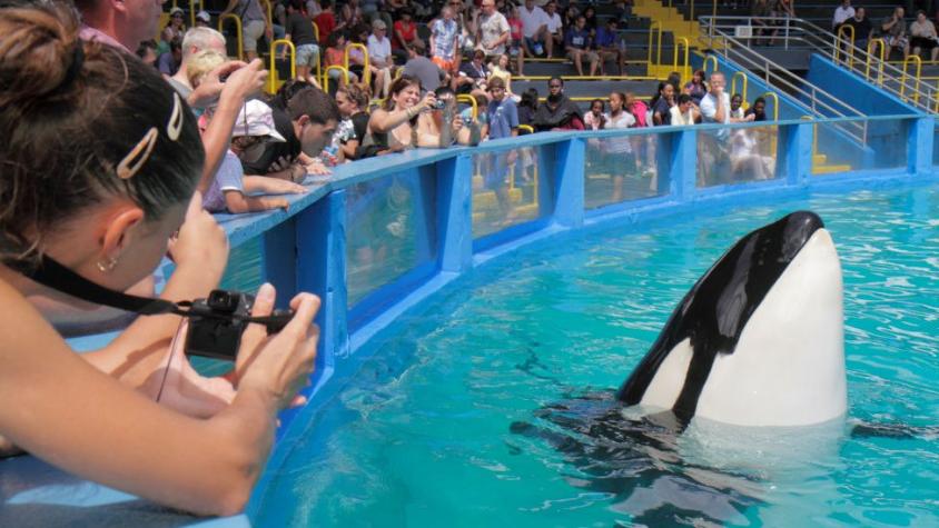 Lolita, la orca que será liberada tras 50 años en cautiverio en el acuario de Miami