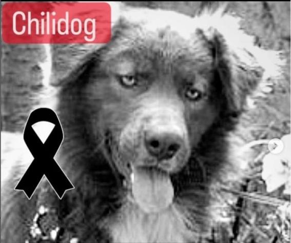 Muere "Chili Dog", el perro del Valparaíso del que una estadounidense se enamoró
