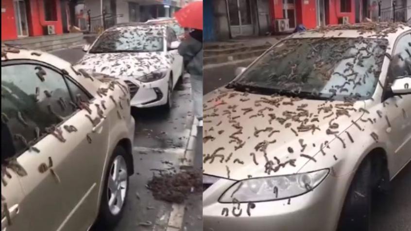 ¿Será una lluvia de gusanos? Video capta inusual fenómeno en China
