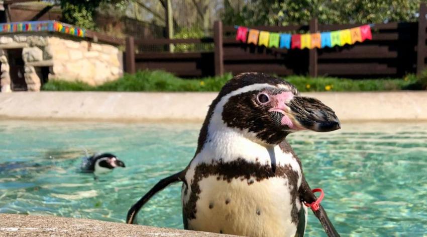 Zoológico anuncia la muerte de Rosie, el pingüino de Humboldt más viejo del mundo