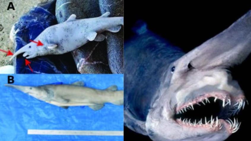 Investigaron un raro tiburón duende por años y resultó ser un juguete para niños
