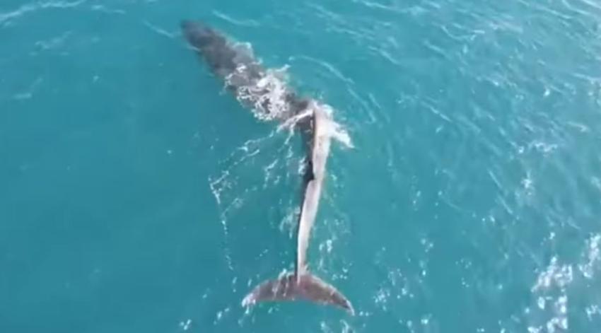 Avistamiento de una ballena con escoliosis en España llamó la atención de todos