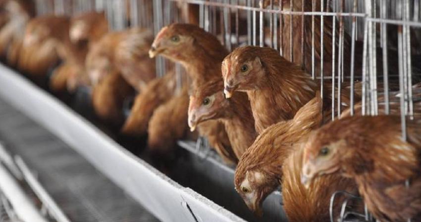 Brasil prohíbe ferias con aves para evitar la gripe aviar