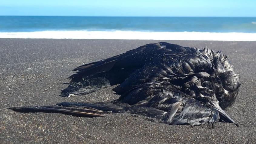 Reabren borde costero en San Pedro de la Paz: Descartaron gripe aviar tras hallazgo de aves muertas