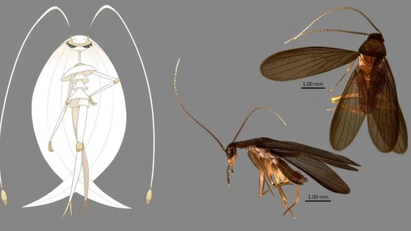 Nocticola Pheromosa: científicos bautizan con nombre de un pokémon a una nueva cucaracha