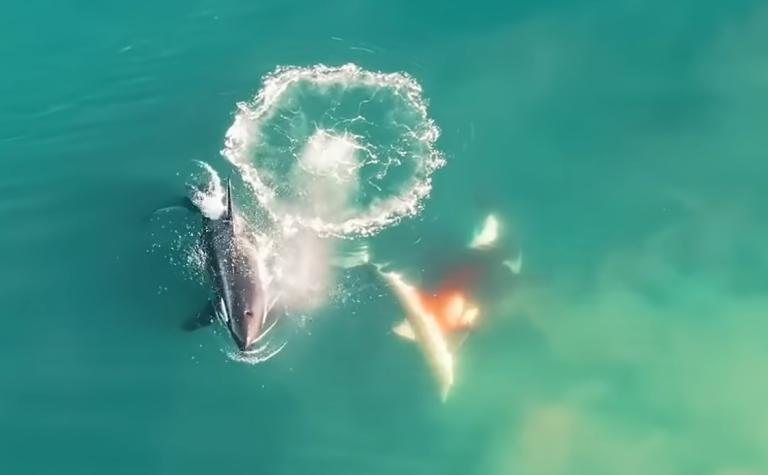 Pareja de orcas asesinas mató a 17 tiburones en una sola ocasión