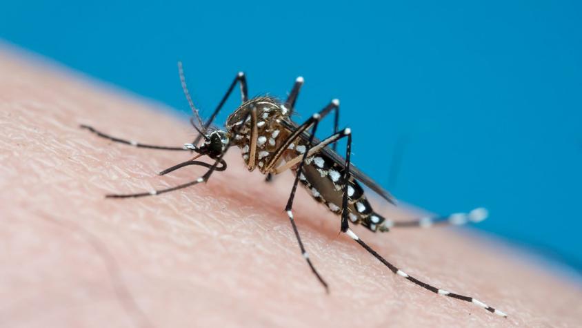 Declaran Alerta Temprana Preventiva en Arica y Parinacota por detección de casos de dengue