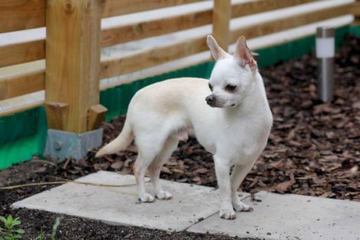 Carabineros rescata a perrito chihuahua que había sido robado en Conchalí