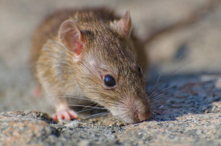Nuevo estudio indica que el coronavirus circula entre las ratas callejeras de Nueva York