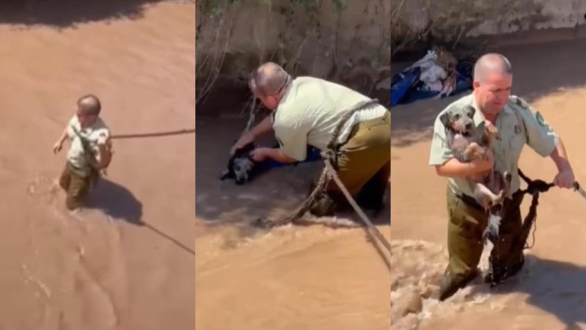 "No dudé en tirarme": Carabinero se lanzó a rescatar a perrito atrapado en canal San Carlos