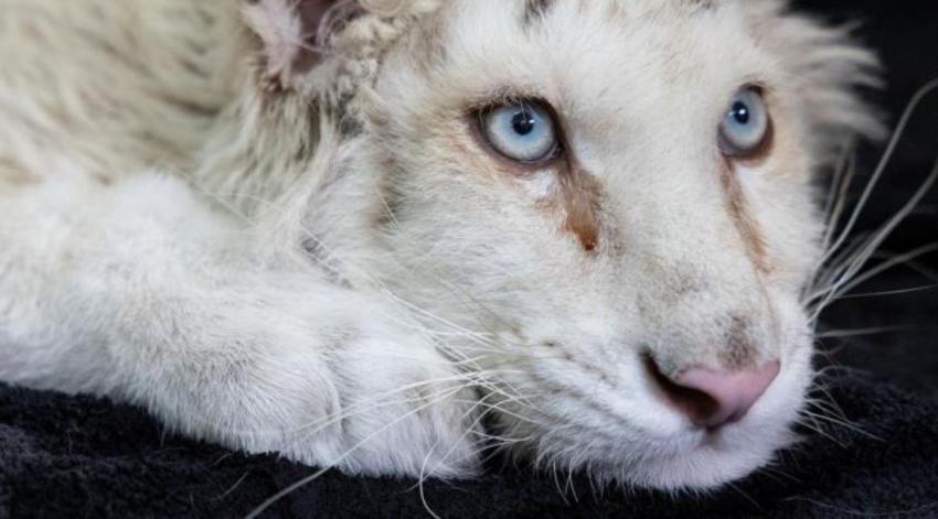 Insólito: hallan cría de tigre blanco en un tarro de basura en Grecia