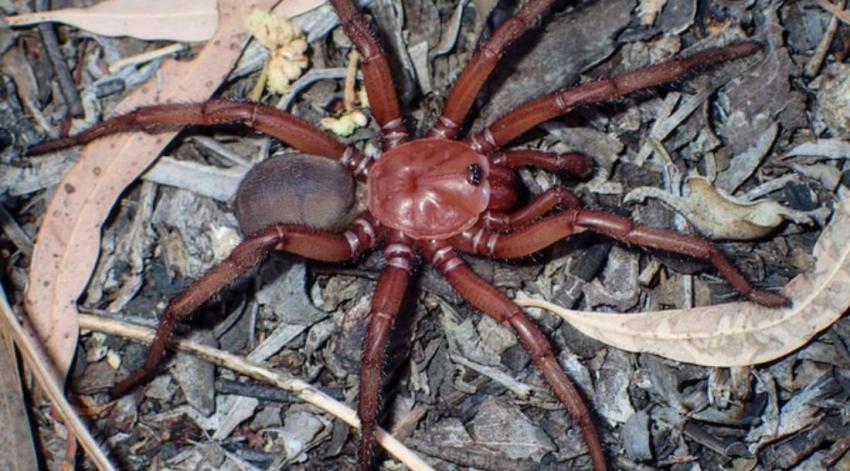 Nueva especie de araña gigante es descubierta en Australia