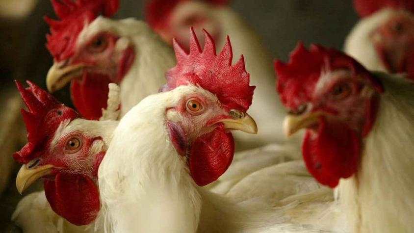 Sacrificarán 40 mil aves tras detectar primer caso de gripe aviar en planta de Agrosuper