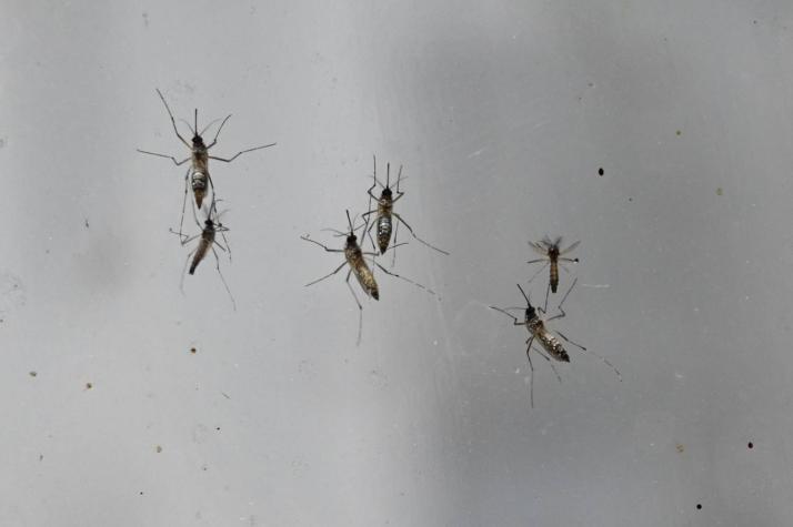 Científicos trabajan en tres métodos para evitar que los mosquitos transmitan enfermedades