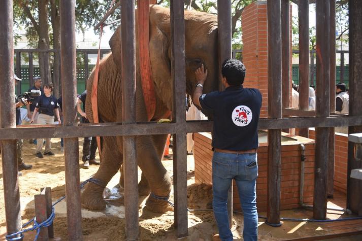 Críticas a un zoológico de Pakistán tras la muerte de una elefanta