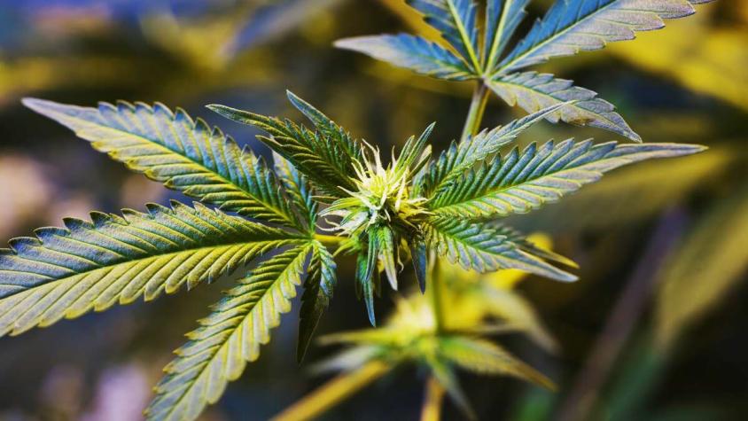 Ley Antinarcos: TC rechaza requerimiento de Chile Vamos por artículo pro cultivo de cannabis medicinal