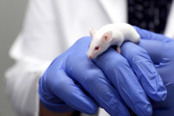 Más de 200 millones de animales son usados anualmente para experimentos en todo el mundo