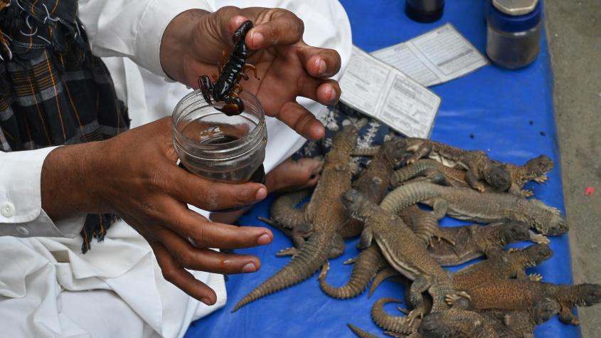 Un elixir de grasa de lagarto se vende en Pakistán como remedio sexual